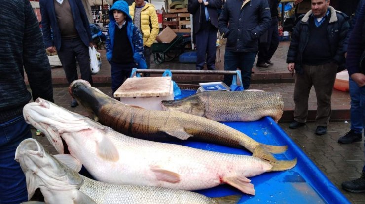 Dev balıkları görenler telefonlarına sarıldı