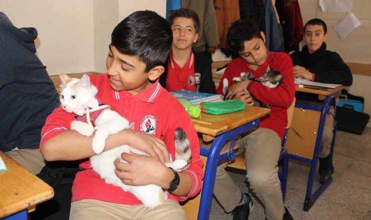 Bu kediler derse giriyor