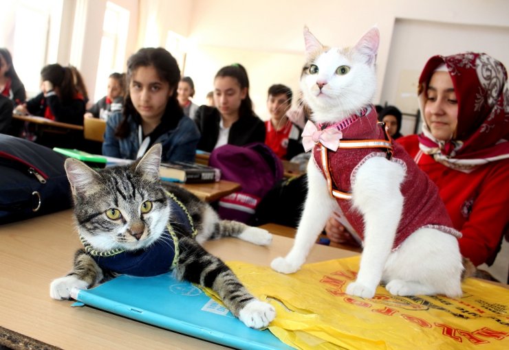 Bu kediler derse giriyor