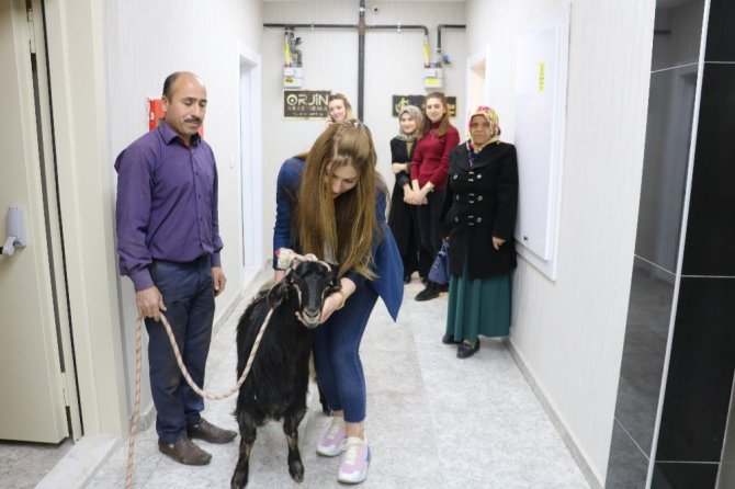 Kahramanmaraş'ta Avukatlık ücretini 'keçiyle' ödedi