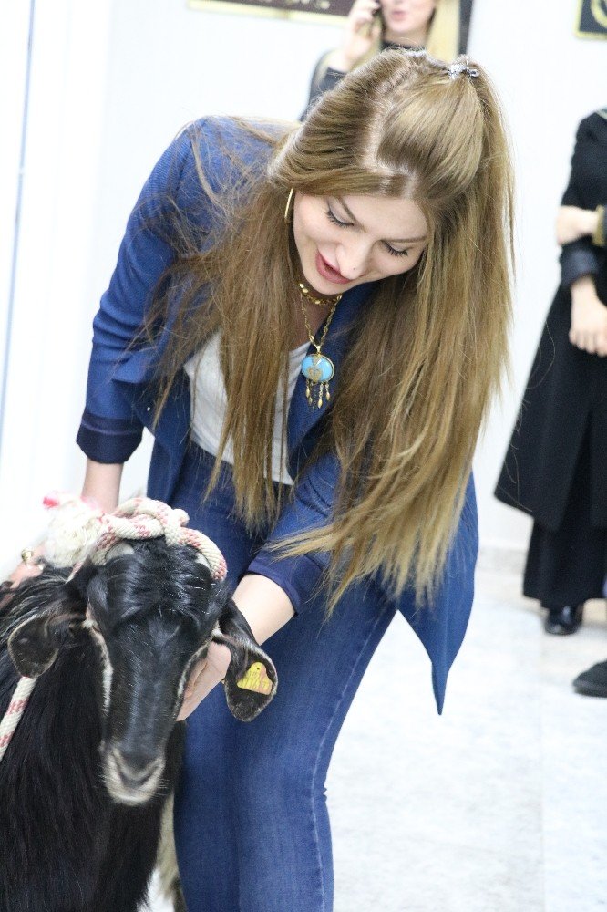 Kahramanmaraş'ta Avukatlık ücretini 'keçiyle' ödedi