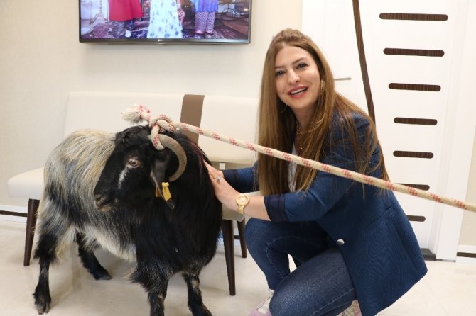 Kahramanmaraş'ta Avukatlık ücretini 'keçiyle' ödedi