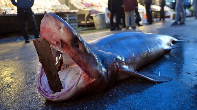 Mersin'de 4 metre uzunluğunda köpek balığı yakalandı