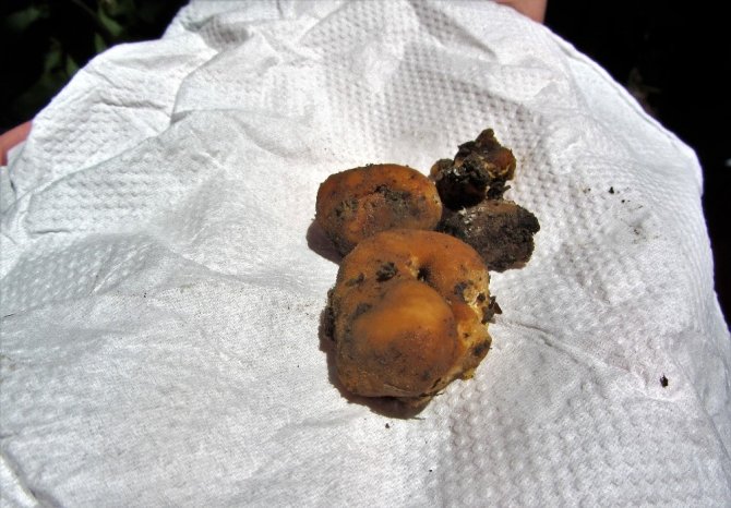 Kahramanmaraş’ta kralların yiyeceği üretimi başlıyor