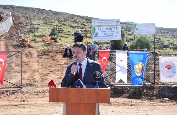 Kahramanmaraş’ta kralların yiyeceği üretimi başlıyor