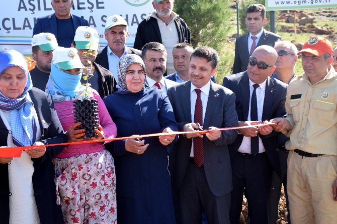 Kahramanmaraş’ta kralların yiyeceği üretimi başlıyor