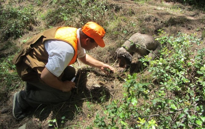 Kahramanmaraş’ta kralların yiyeceği üretimi başlıyor