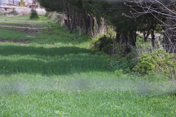 Kahramanmaraş’ta kelebek göçü renkli görüntülere sahne oldu