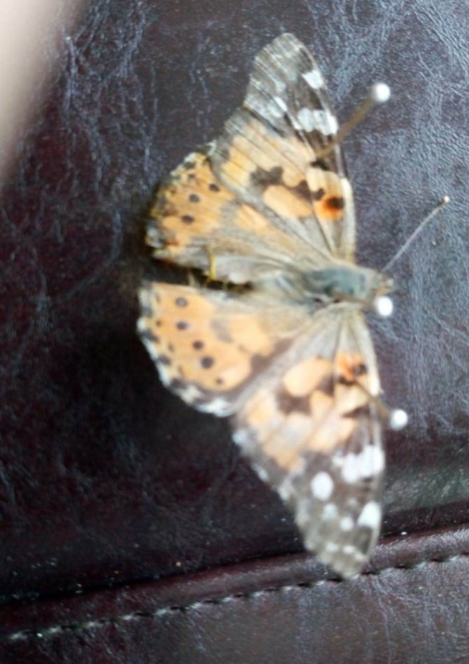 Kahramanmaraş’ta kelebek göçü renkli görüntülere sahne oldu