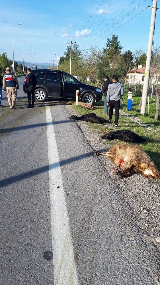 Pazarcık'ta cip koyun sürüsüne daldı, 18 hayvan telef oldu