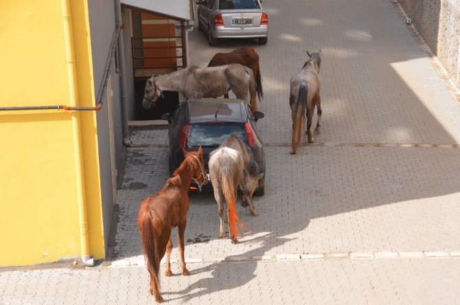 Kahramanmaraş'ta firari atlar trafiği birbirine kattı