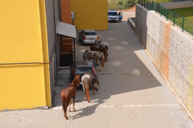 Kahramanmaraş'ta firari atlar trafiği birbirine kattı
