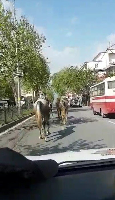 Kahramanmaraş'ta firari atlar trafiği birbirine kattı