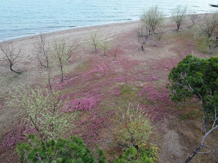 Kum Adası pembeye büründü