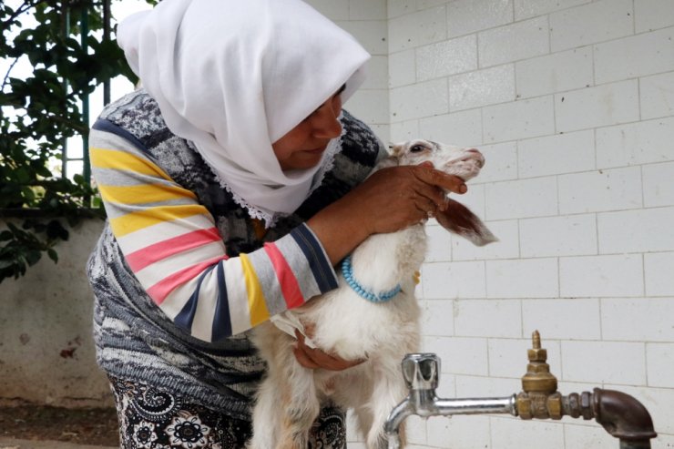 Annesi ölen keçiyi bebekleri gibi besliyorlar
