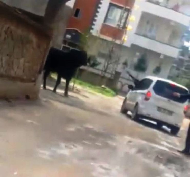 Kaçan boğa durdurulamayınca tüfekle vuruldu