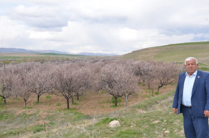 Elbistan’da çiçek açan kayısı ağaçları çiftçiyi umutlandırdı
