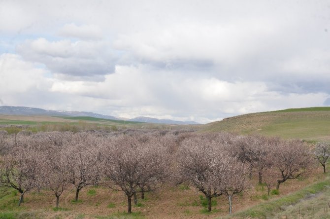 Elbistan’da çiçek açan kayısı ağaçları çiftçiyi umutlandırdı