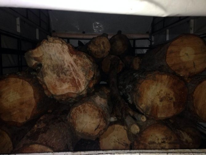 Kahramanmaraş’ta kaçak ağaç kesen kişi yakalandı