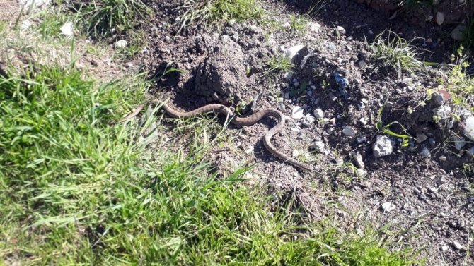 Kahramanmaraş'ta kış uykusundan uyanan yılan paniğe neden oldu