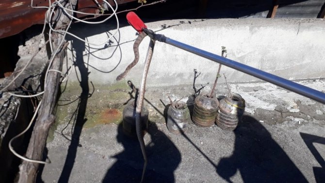 Kahramanmaraş'ta kış uykusundan uyanan yılan paniğe neden oldu