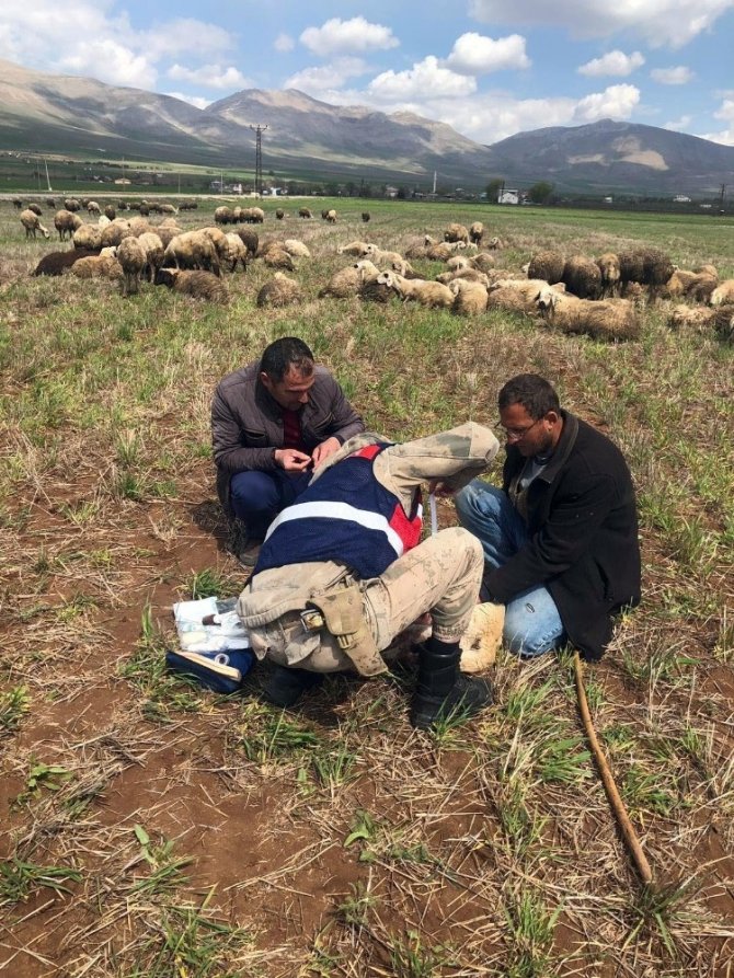 Jandarma yaralı çoban köpeğine şefkat eli uzattı