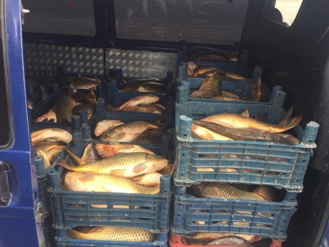 Yasa dışı balık sevkiyatına bin 635 TL ceza