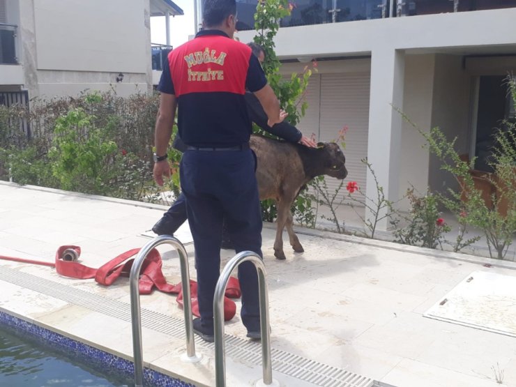 Yüzme havuzuna giren buzağı görenleri hayrete düşürdü