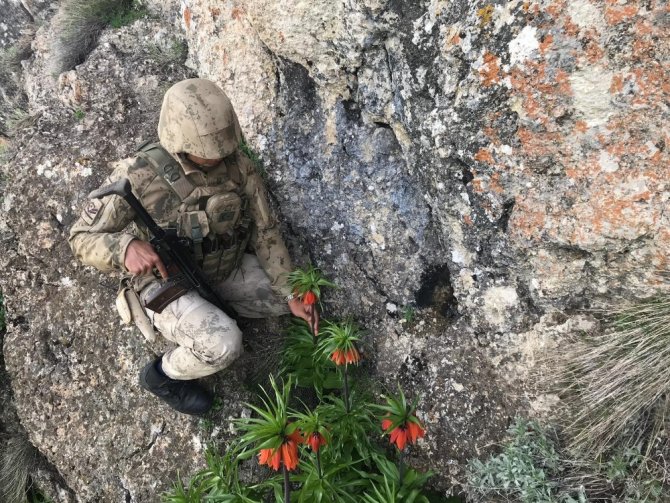 Kahramanmaraş'ta yılda 15 gün açan laleler koruma altına alındı