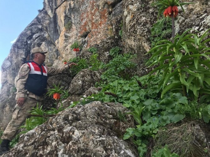 Kahramanmaraş'ta yılda 15 gün açan laleler koruma altına alındı