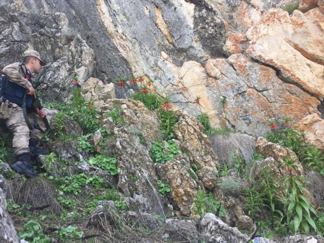 Kahramanmaraş'ta yılda 15 gün açan laleler koruma altına alındı