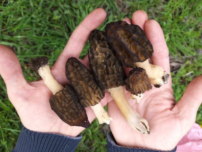 Kahramanmaraş'ta bulundu, fiyatı cep yakıyor