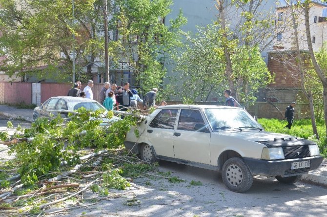 Çürük kavak ağacı otomobilin üzerine devrildi