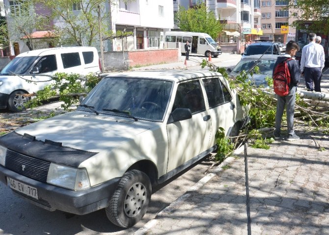 Çürük kavak ağacı otomobilin üzerine devrildi