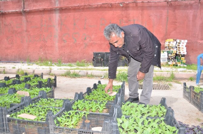 Elbistan'da sebze fidesine talep arttı