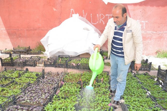 Elbistan'da sebze fidesine talep arttı