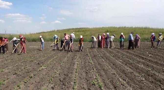 Kahramanmaraş'ta oruç tutarak çalışan tarım işçileri ekmek parası kazanıyor
