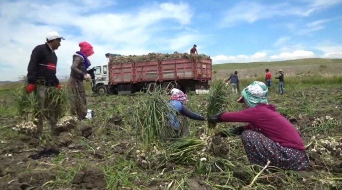 Kahramanmaraş'ta oruç tutarak çalışan tarım işçileri ekmek parası kazanıyor