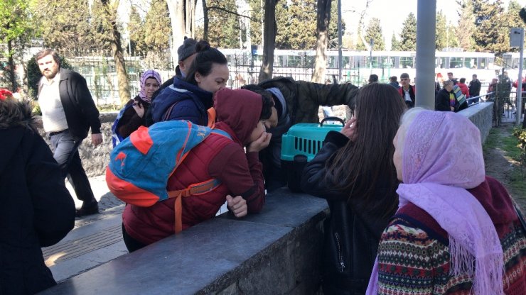 Edirnekapı Şehitliği’nde “evcil kedi” seferberliği