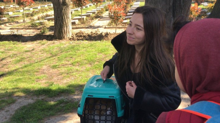 Edirnekapı Şehitliği’nde “evcil kedi” seferberliği
