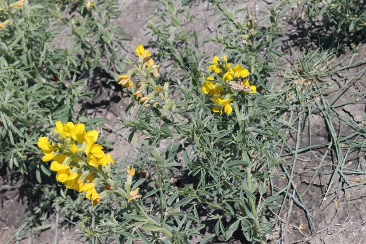 Bu çiçeği koparmanın cezası 60 bin lira