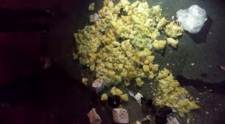 Gelen sesler üzerine çöpe bakanlar yüzlercesini ölü buldu