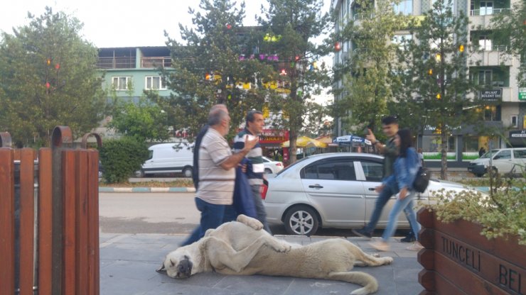 Sokak köpeği uyuma şekli ile dikkat çekiyor