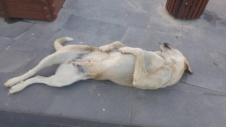 Sokak köpeği uyuma şekli ile dikkat çekiyor