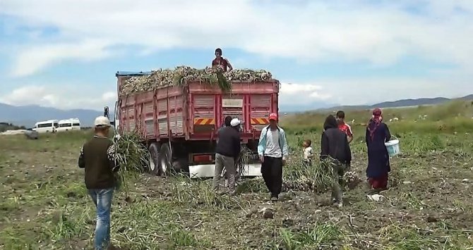 Kahramanmaraş’ta sarımsak hasadı başladı