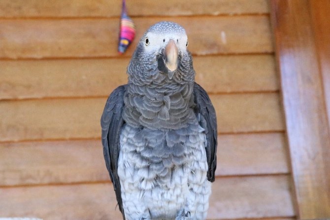 Kahramanmaraş’ta mini hayvanat parkı misafirlerini ağırlıyor