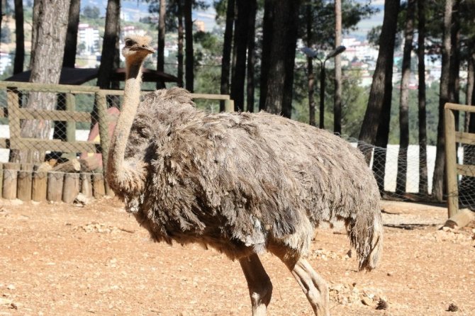 Kahramanmaraş’ta mini hayvanat parkı misafirlerini ağırlıyor