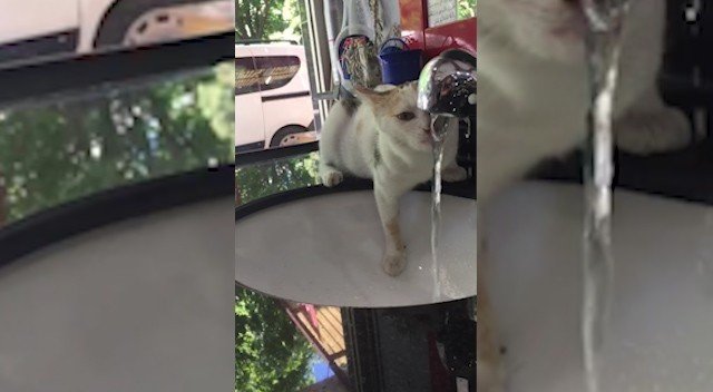 Kahramanmaraş'ta minik kedi susuzluğunu musluktan giderdi