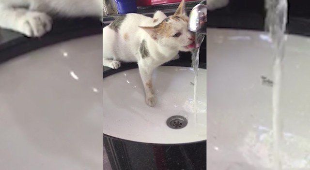 Kahramanmaraş'ta minik kedi susuzluğunu musluktan giderdi