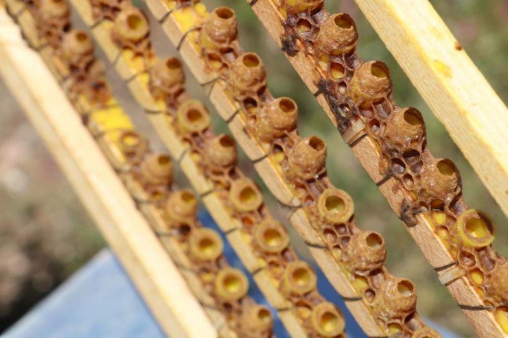 Kilosu 8 bin lira, taleplere yetişemiyor